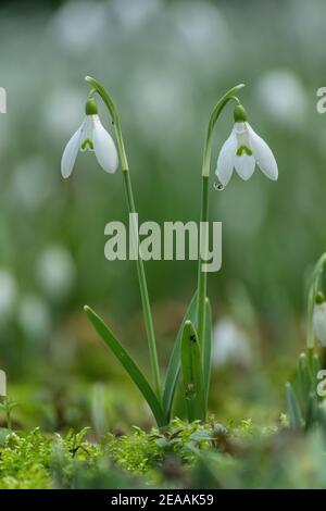 Gouttes de neige, Galanthus nivalis, en fleurs en hiver. Naturalisé au Royaume-Uni. Banque D'Images