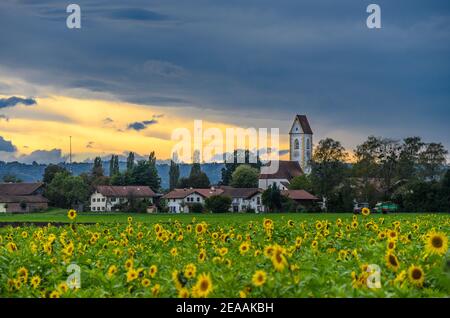 Allemagne, Bavière, haute-Bavière, quartier de Rosenheim, Markt Bruckmühl, quartier Högling, champ de tournesol avec vue sur la ville et église Saint-Martin Banque D'Images