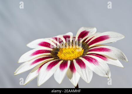 La rosée tombe sur la belle fleur blanche rose Banque D'Images
