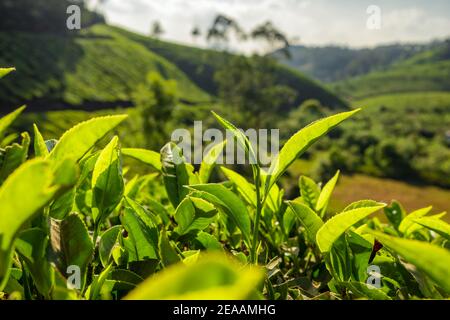 Feuilles de thé vert de près sur les plantations de thé à Munnar, Inde Banque D'Images