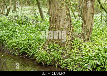 Ail sauvage (Allium ursinum), espèce du genre Allium. Banque D'Images