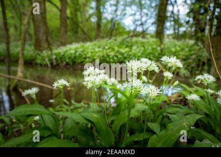 Ail sauvage (Allium ursinum), espèce du genre Allium. Banque D'Images