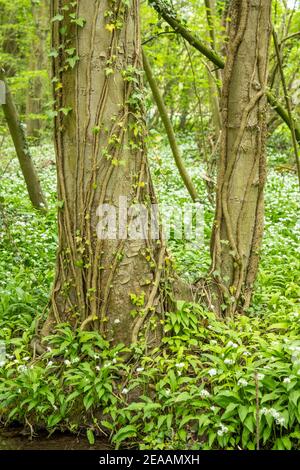 Ail sauvage (Allium ursinum), espèce du genre Allium. Banque D'Images