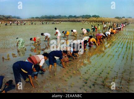 Bangladesh Ricefields Farm, ferme de filles et garçons musulmans Banque D'Images