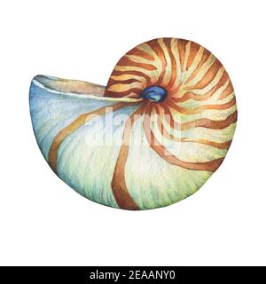 Nautilus coquillages. Conception marine. Aquarelle dessinée à la main sur fond blanc. Banque D'Images