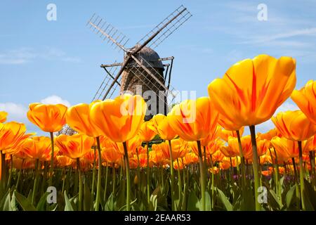 Vue sur le moulin à vent traditionnel avec champ de tulipes, Hollande du Sud, pays-Bas Banque D'Images