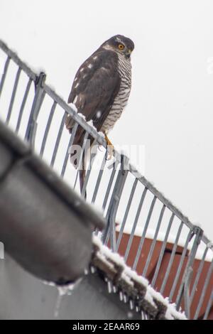 Hawk dans la ville sur un toit Banque D'Images