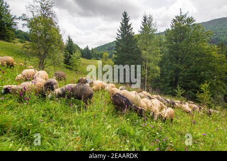 Le troupeau de moutons tombe dans le champ de collines vertes. Agriculture rurale. Banque D'Images