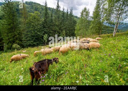 Le troupeau de moutons tombe dans le champ de collines vertes. Agriculture rurale. Banque D'Images