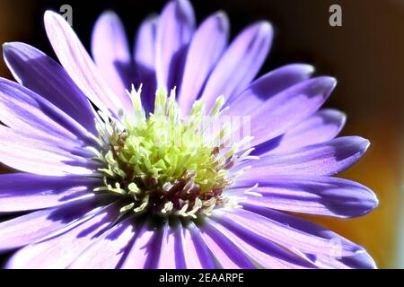 Fleurs de jardin vertes et lavande prises dans un jardin botanique sur la vallée du Rio Grande au Nouveau-Mexique. Banque D'Images