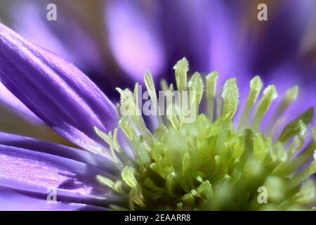 Fleurs de jardin vertes et lavande prises dans un jardin botanique sur la vallée du Rio Grande au Nouveau-Mexique. Banque D'Images