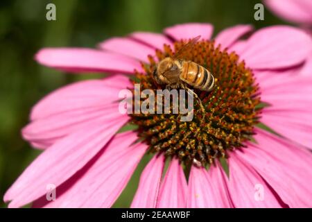 Gros plan d'une abeille de l'Ouest Apis mellifera sur une fleur d'échinacée ou un coneflower violet en été Banque D'Images