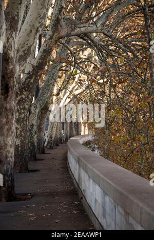 Avenue des platanes sur le Tibre, Rome Banque D'Images