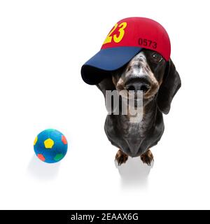 cool look décontracté dachshund chien portant une casquette ou un chapeau de baseball, sportif et de la forme, prêt à jouer avec le ballon Banque D'Images