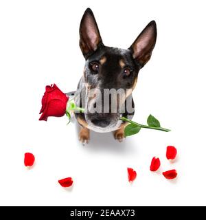 Le chien miniature Bull Terrier sur les valentines aime la forme de coeur avec Je t'aime signer comme arrière-plan isolé sur blanc Banque D'Images