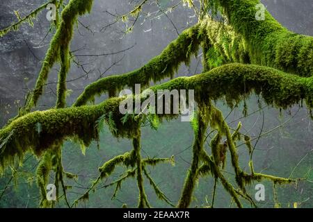 Feuille d'érable moussy, Acer macrophyllum, branches et feuilles au début de la matinée du printemps dans le parc national de Silver Falls, Oregon, États-Unis Banque D'Images