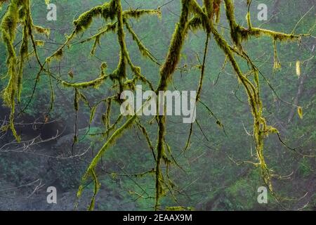 Feuille d'érable moussy, Acer macrophyllum, branches et feuilles au début de la matinée du printemps dans le parc national de Silver Falls, Oregon, États-Unis Banque D'Images