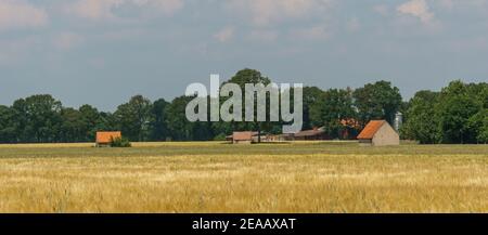 Panorama d'un champ de blé mûr et de bâtiments agricoles en arrière-plan, Muensterland, Allemagne Banque D'Images