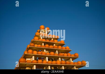 Pyramide de la citrouille, Roter Hokkaido, Stuttgart, Bade-Wurtemberg, Allemagne Banque D'Images