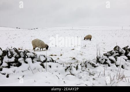 Neige d'hiver sur une ferme de collines du Derbyshire Banque D'Images