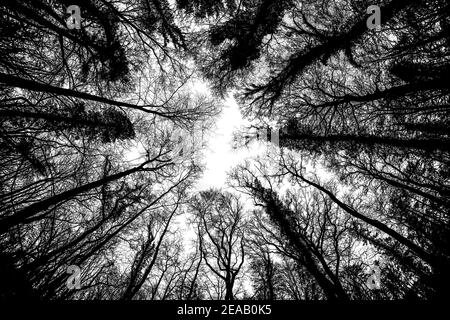 Forêt de chênes en hiver, avec une vue sur le fond de la cime des arbres, certains chênes sont fortement surcultivés avec de l'ivie Banque D'Images