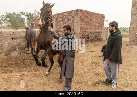 Formation de chevaux-dansants, vie rurale, Punjab, Pakistan Banque D'Images