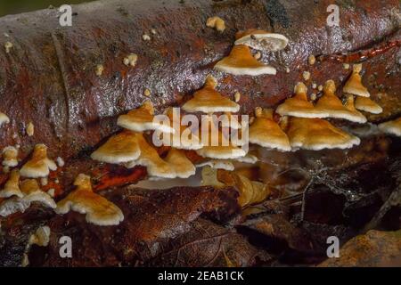 Champignons d'arbre sur une branche de la forêt, Lackporling brillant (Ganoderma lucidum), Bavière, Allemagne, Europe Banque D'Images