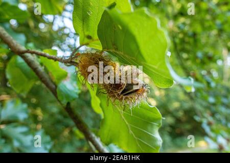 Noix de hêtre dans la gousse, hêtre (Fagus sylvatica), Bavière, Allemagne Europe Banque D'Images