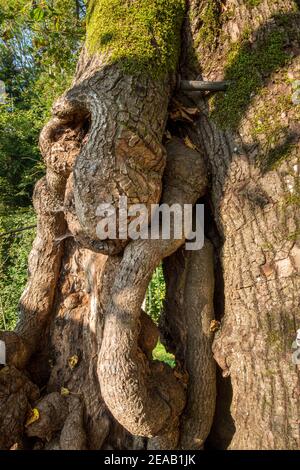 Tassilolinde, 1000 ans, à Wessobrunn, dans le quartier de Weilheim, en haute-Bavière, en Bavière, en Allemagne, en Europe Banque D'Images