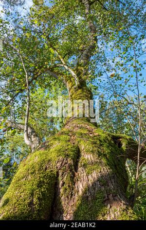 Tassilolinde, 1000 ans, à Wessobrunn, dans le quartier de Weilheim, en haute-Bavière, en Bavière, en Allemagne, en Europe Banque D'Images