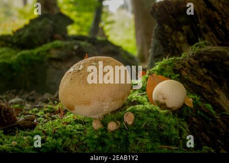 Bouteille époussetage ou boviste de bouteille (Lycoperdon perlatum), Bavière, Allemagne, Europe Banque D'Images