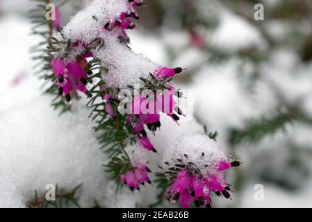 Fleurs violettes sur Bell Heather (Erica cinerea) dans la neige de l'hiver à Sussex, Angleterre, Royaume-Uni. Banque D'Images