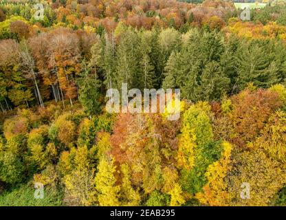 Forêt d'automne d'en haut, près de Dießen, photo de drone, Fünfseenland, haute-Bavière, Bavière, Allemagne, Europe Banque D'Images