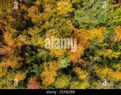 Forêt d'automne d'en haut, près de Dießen, photo de drone, Fünfseenland, haute-Bavière, Bavière, Allemagne, Europe Banque D'Images