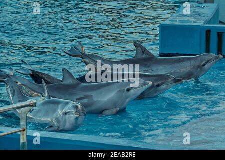 exposition de dauphins dans l'océanographie de la ville de Valence, Espagne, Europe Banque D'Images