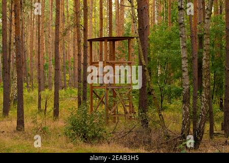 Haut standing pour un chasseur dans une forêt de pins Banque D'Images