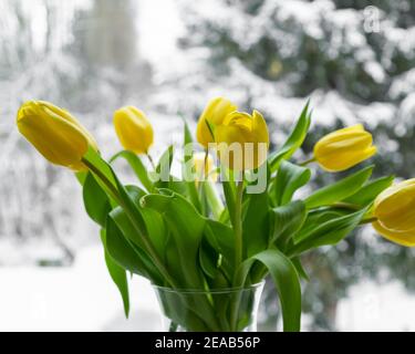 tulipes jaunes dans un vase sur les fenêtres Banque D'Images