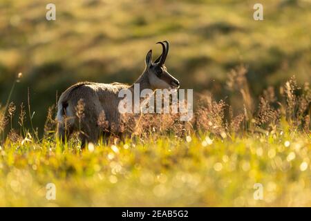 Chamois (Rupicapra rupicapra),, faune, Vosges, France Banque D'Images