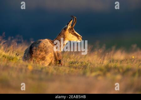 Chamois (Rupicapra rupicapra),, faune, Vosges, France Banque D'Images