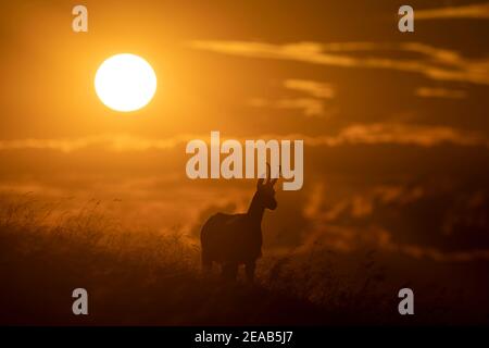 Chamois (Rupicapra rupicapra) se dresse dans un pré au coucher du soleil, Vosges, France Banque D'Images