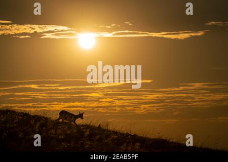 Chamois (Rupicapra rupicapra) se dresse dans un pré au coucher du soleil, Vosges, France Banque D'Images