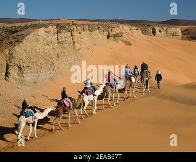 Randonnée à dos de chameau au Maroc Banque D'Images