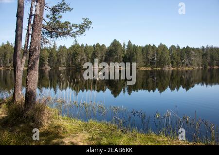 Etang de la Gruyeré Moor Lake, Jura, Suisse Banque D'Images