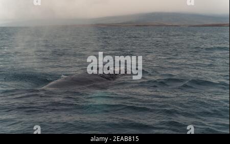 Islande, Norðurland vestra, Akureyri, Eyjafjördur, Humpback, Baleine, Megaptera novaeangliae, Côte, Fjord Banque D'Images