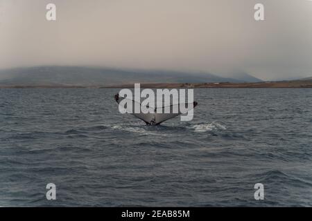 Islande, Norðurland vestra, Akureyri, Eyjafjördur, Humpback, Baleine, Megaptera novaeangliae, Côte, Fjord Banque D'Images