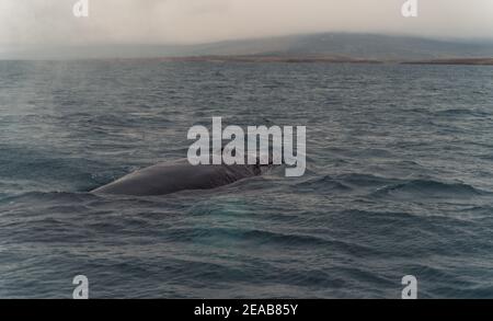 Islande, Norðurland vestra, Akureyri, Eyjafjördur, Humpback, Baleine, Megaptera novaeangliae, Côte, Fjord Banque D'Images