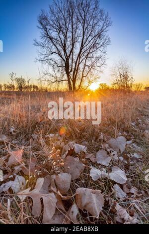 Coton de l'est (Populus deltoides) au lever du soleil, fin de l'automne, E USA, par Dominique Braud/Dembinsky photo Assoc Banque D'Images