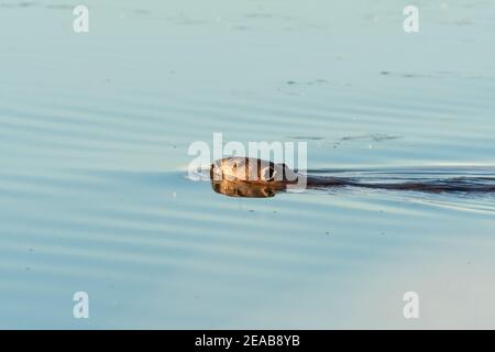 Un castor, Castor canadensis, qui va nager en soirée dans un étang du centre de l'Alberta, au Canada. Banque D'Images