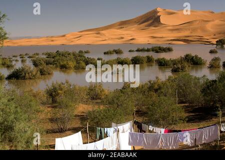 Oasis dans les dunes de Merzouga du Maroc Banque D'Images