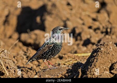 Recherche de nourriture dans les terres agricoles de l'European Starling (Sturnus vulgaris), Brandebourg, Allemagne Banque D'Images